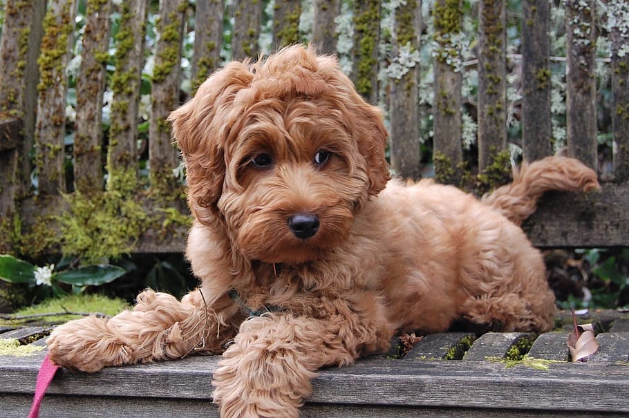 Cockapoo Dog Breeders: Finding Your Perfect Pooch
